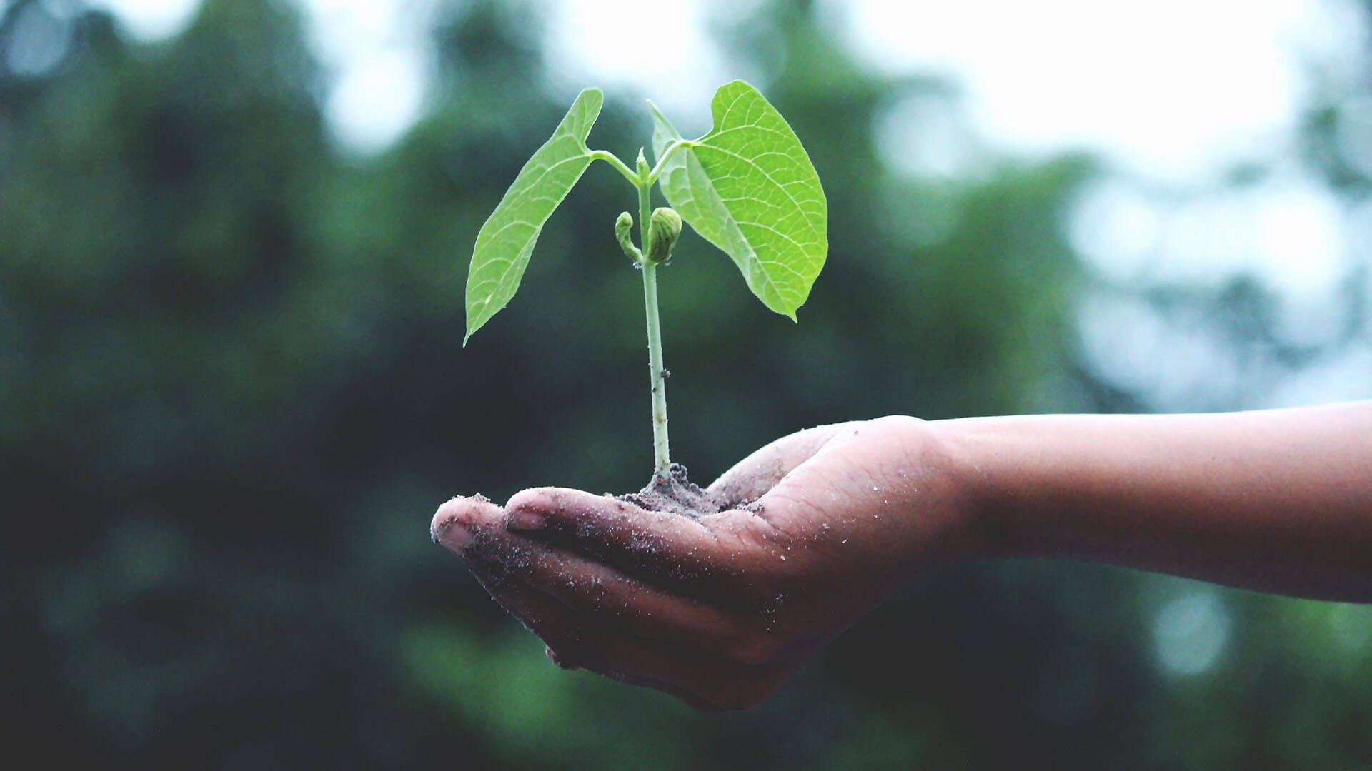 seedling in hand